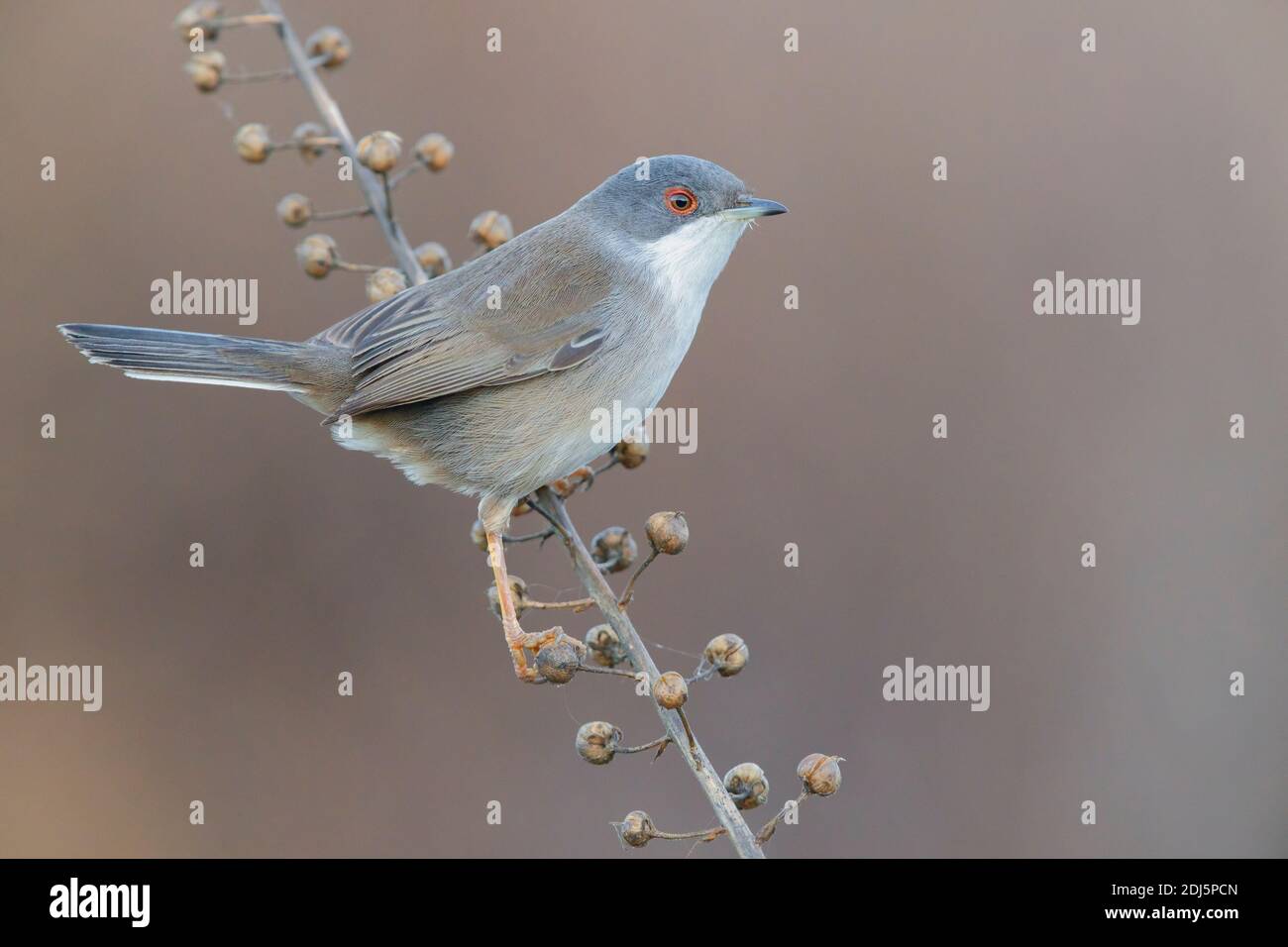 Sardinian Warbler (Sylvia melanocephala), side view of an adult female perched on a stem, Campania, Italy Stock Photo