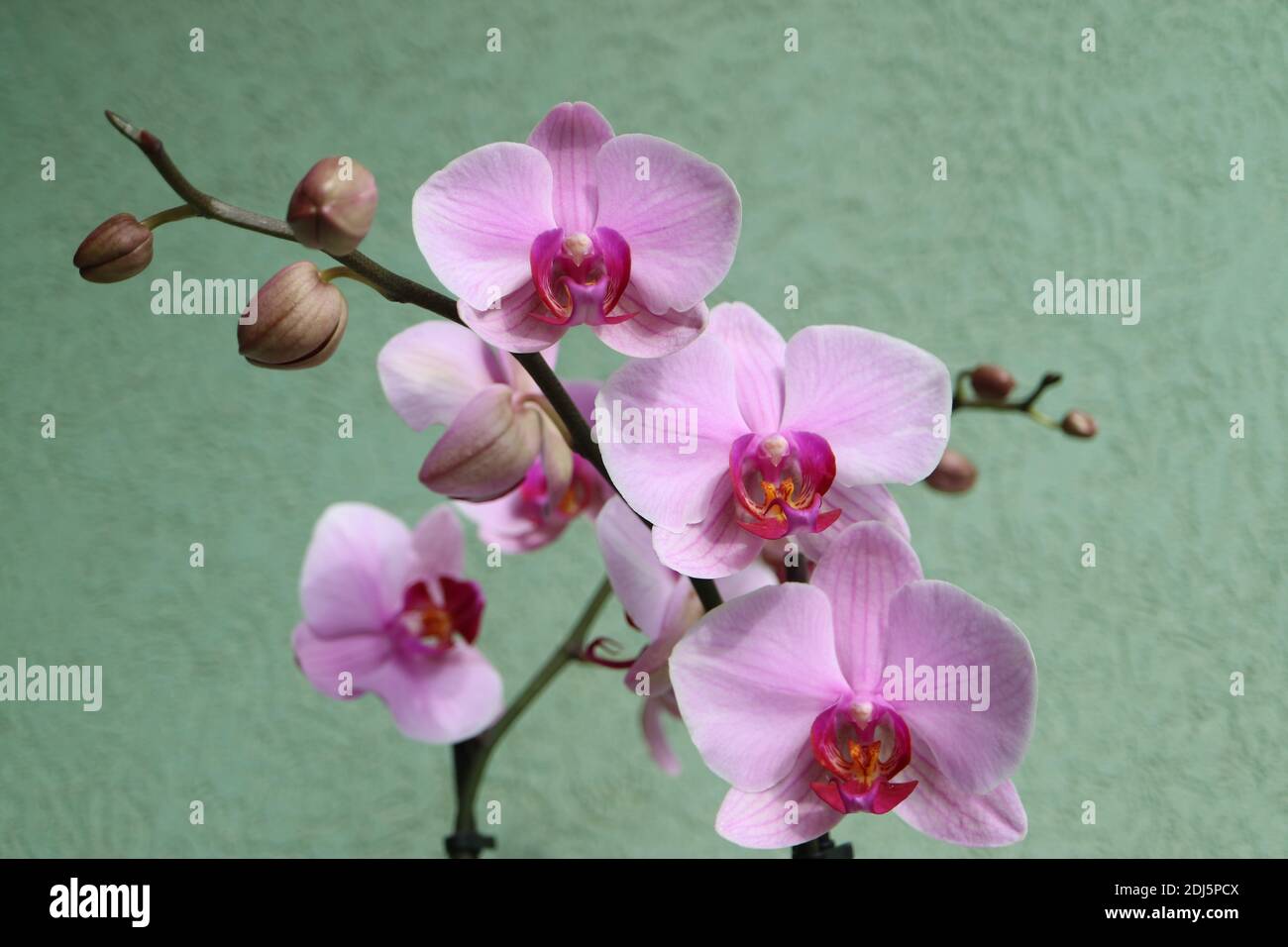 Pink Orchid with delicate petals and green wall background  ,pink orchid blooming with buds macro, beauty in nature, exotic flowers, macro photography Stock Photo