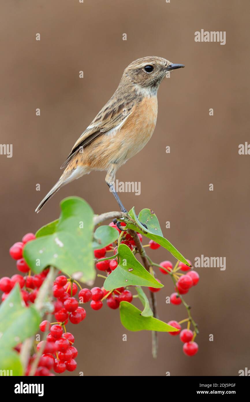 European Stonechat (Saxicola rubicola), side view of an adult femlae perched on a Common Smilax, Campania, Italy Stock Photo