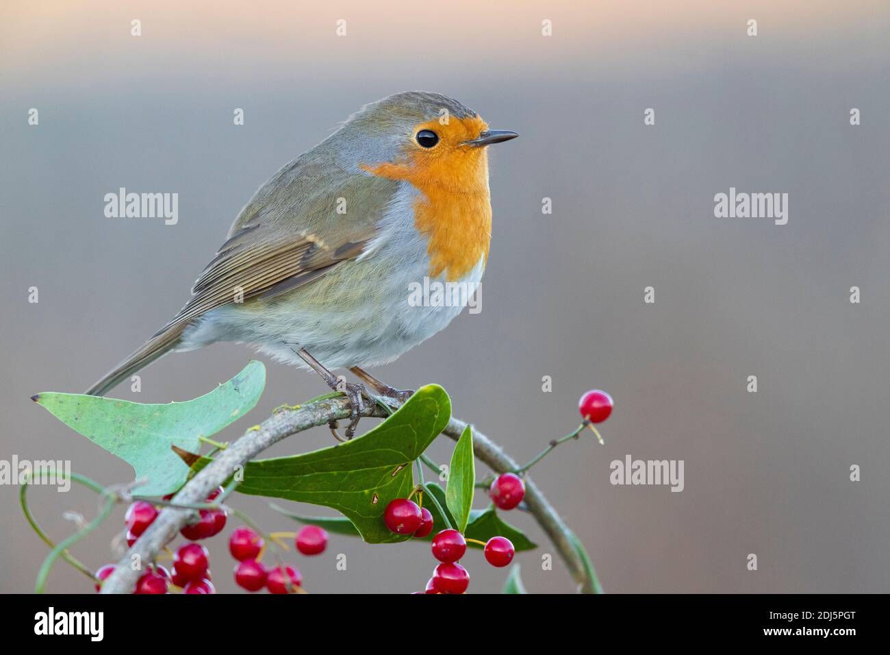 European Robin (Erithacus rubecula), side view of a first winter juvenile standing on a Smilax aspera, Campania, Italy Stock Photo