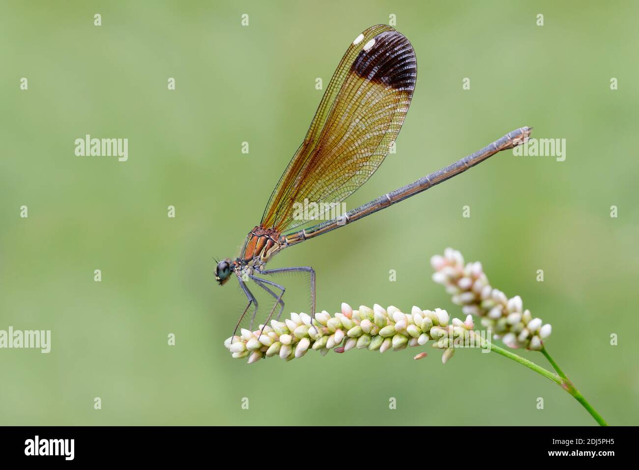 Copper Demoiselle (Calopteryx splendens), side view of an adult female perched on a plant, Campania, Italy Stock Photo
