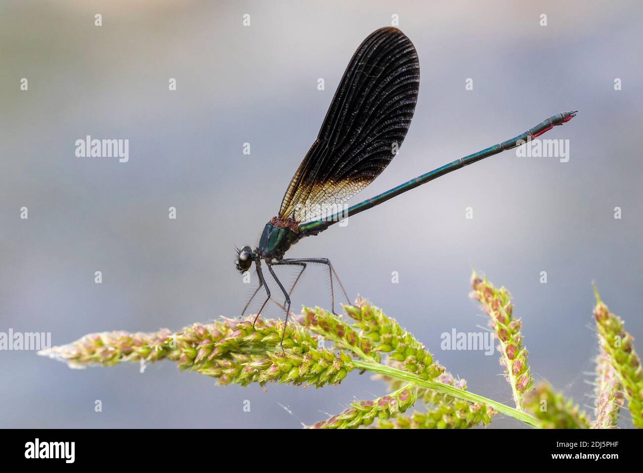 Copper Demoiselle (Calopteryx splendens), side view of an adult male perched on a plant, Campania, Italy Stock Photo