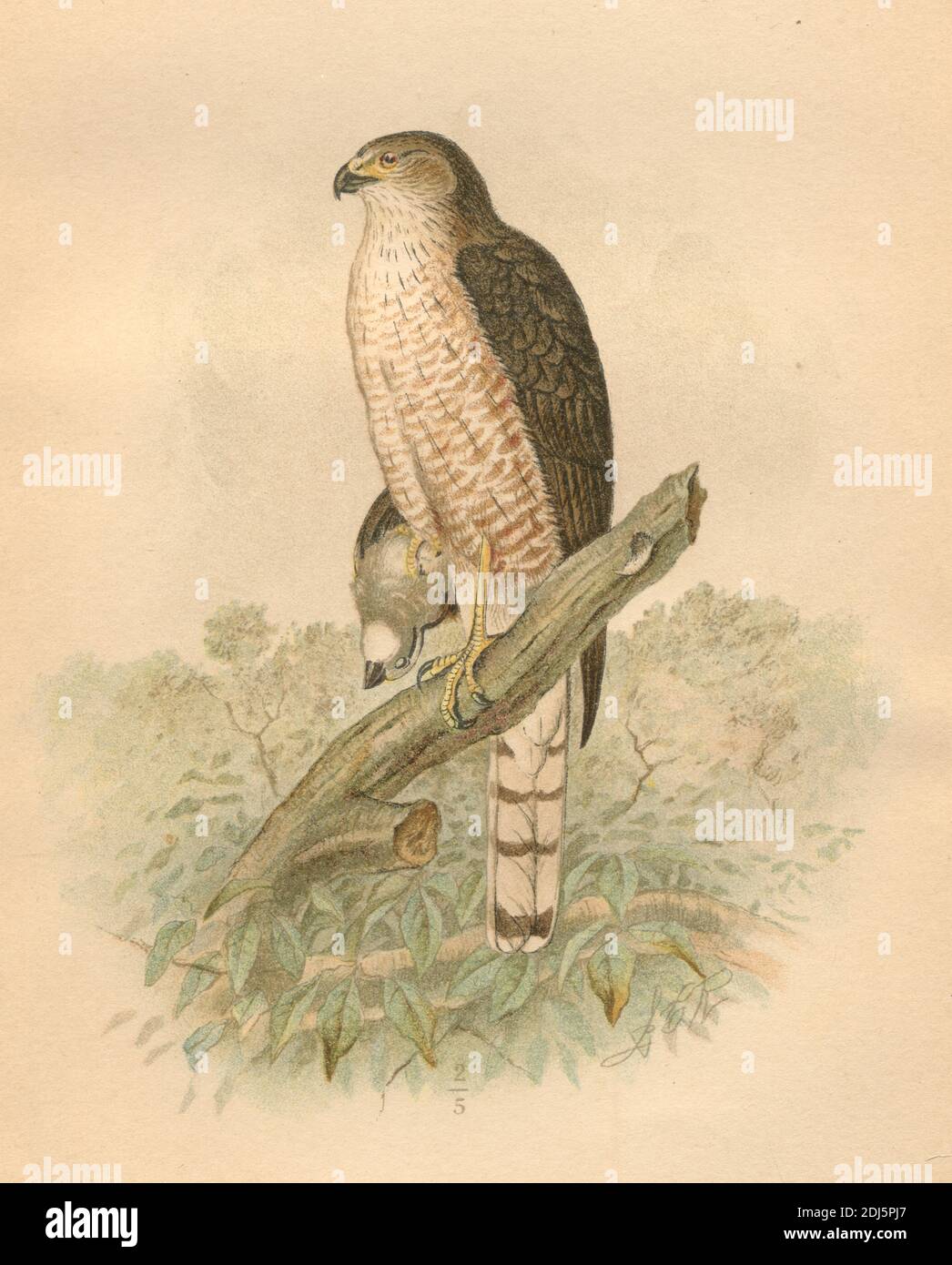 Plate 04, The Sharp Shinned Hawk - Chromolithographed plate from 1893 book 'The Hawks and Owls of the United States in Their Relation to Agriculture' Stock Photo
