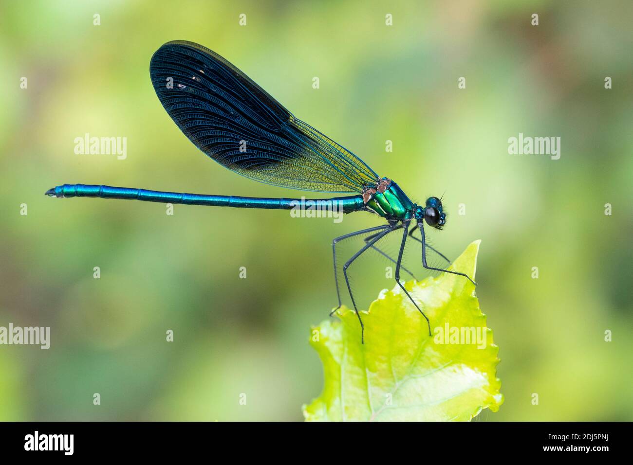 Banded Demoiselle (Calopteryx splendens), side view of an adult male perched on a plant, Campania, Italy Stock Photo
