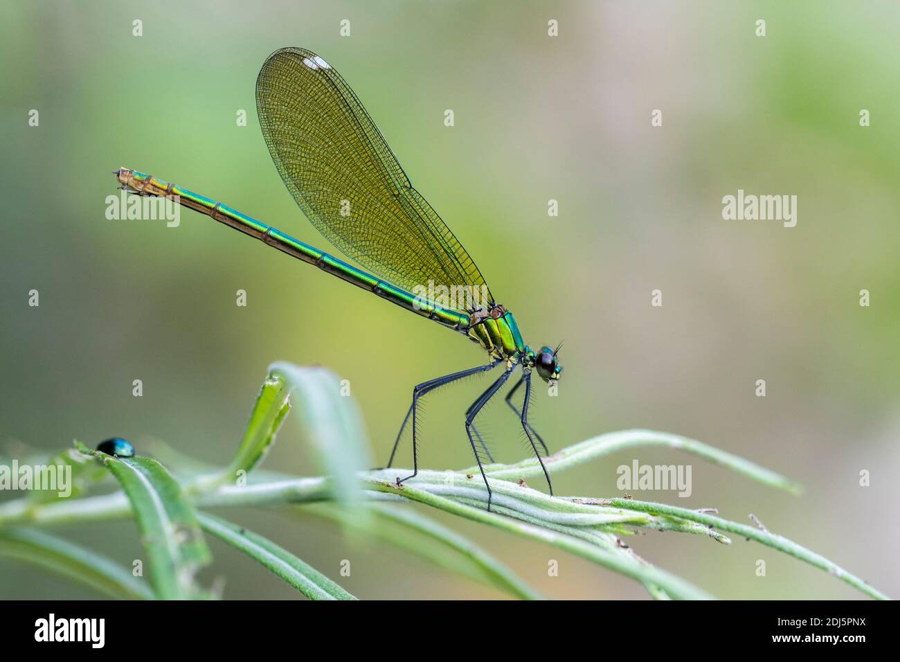 Banded Demoiselle (Calopteryx splendens), side view of an adult female perched on a plant, Campania, Italy Stock Photo