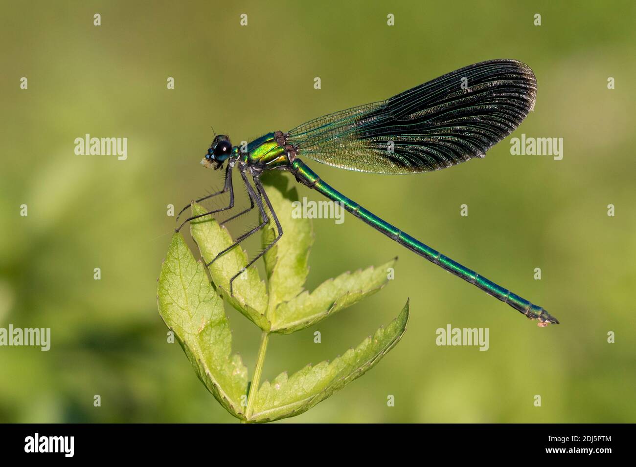 Banded Demoiselle (Calopteryx splendens), side view of an adult male perched on a plant, Campania, Italy Stock Photo