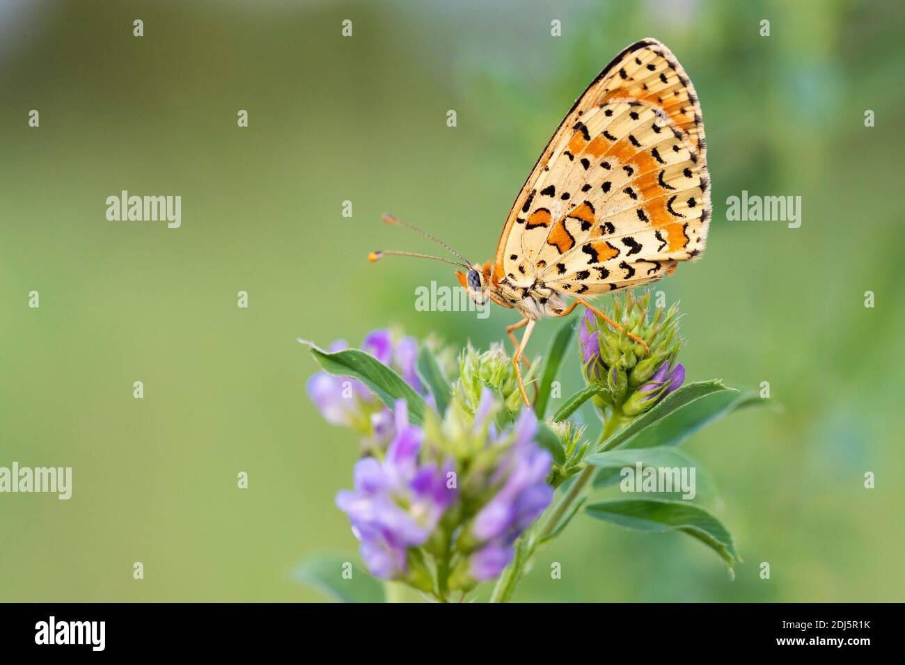 Spotted Fritillary (Melitaed didyma), side view of an adult perched on an Alfalfa (Medicago sativa) flower, Campania, Italy Stock Photo
