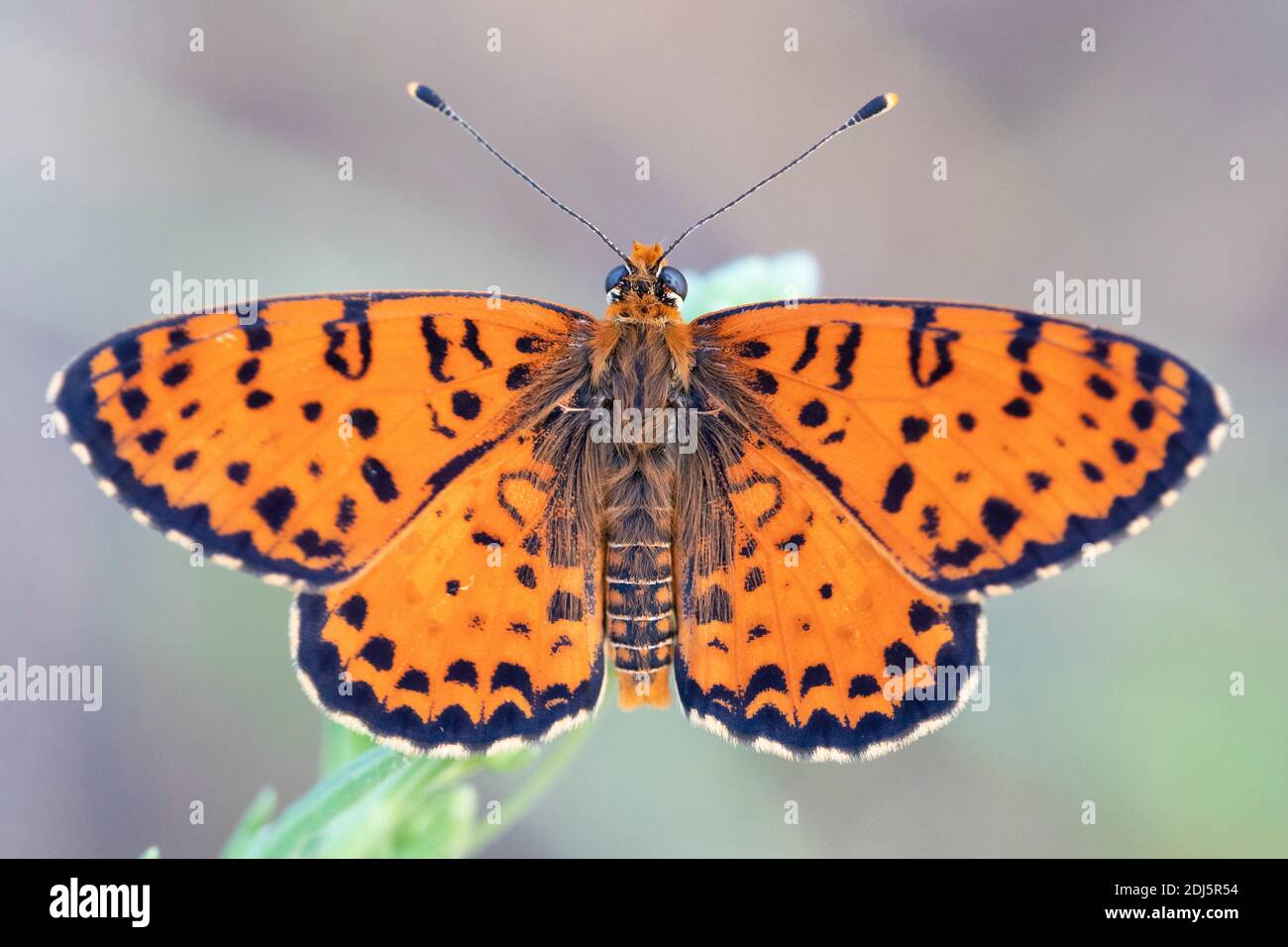 Spotted Fritillary (Melitaed didyma), adult with opened wings, Campania, Italy Stock Photo
