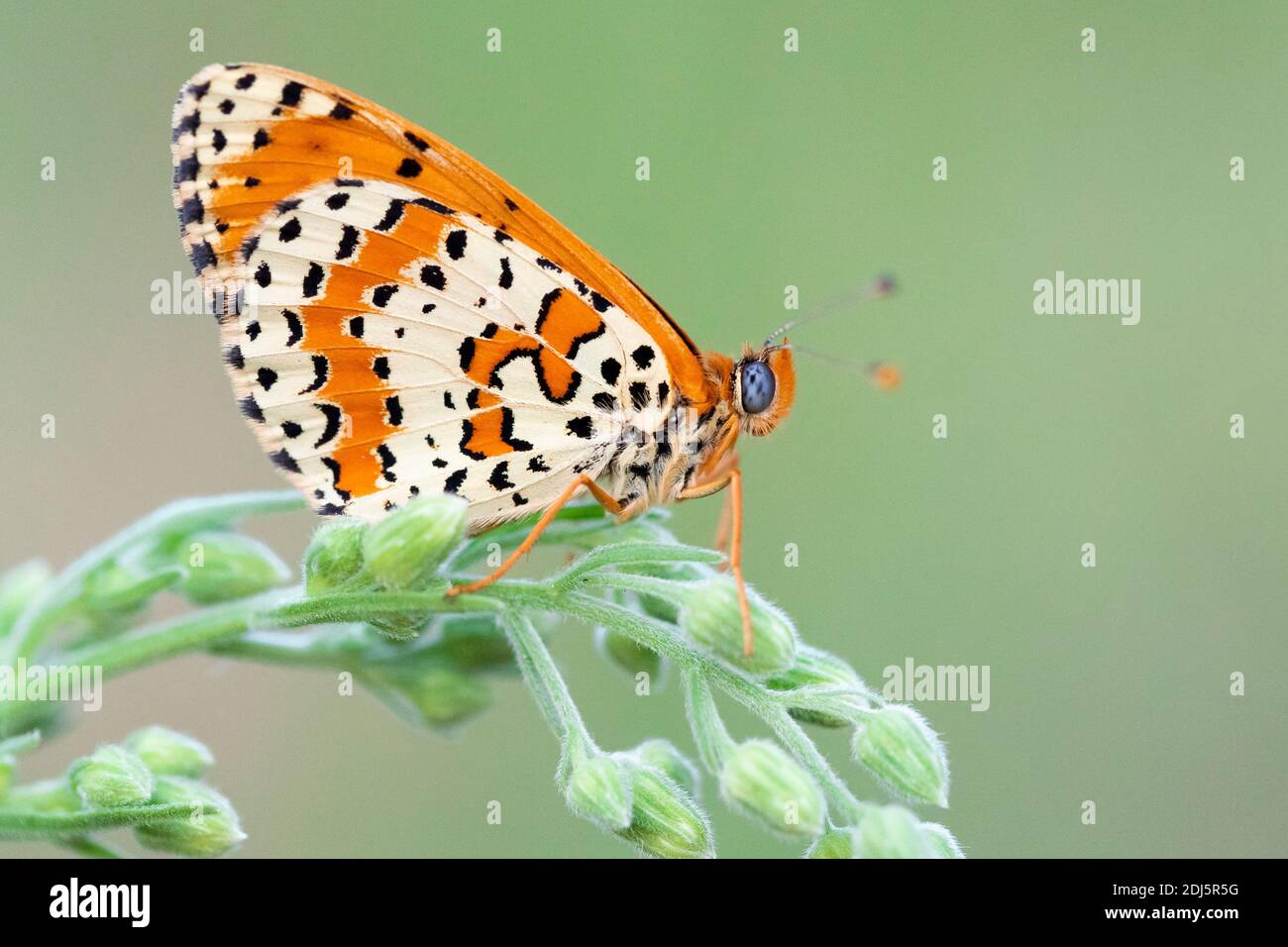 Spotted Fritillary (Melitaed didyma), side view of an adult perched on plant, Campania, Italy Stock Photo