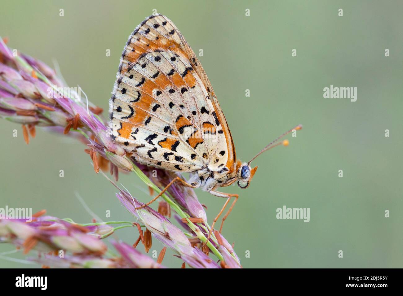 Spotted Fritillary (Melitaed didyma), side view of an adult perched on plant, Campania, Italy Stock Photo