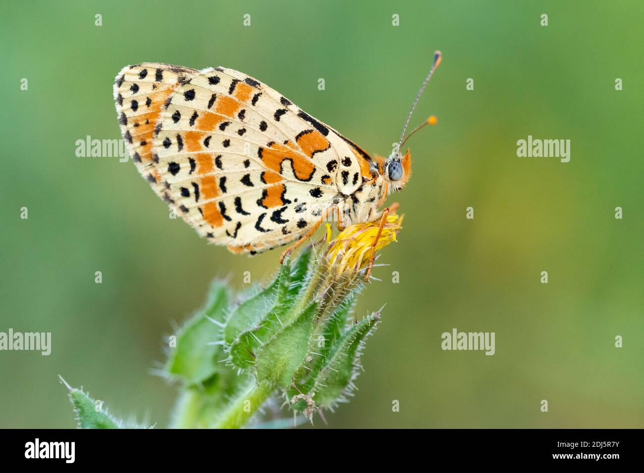 Spotted Fritillary (Melitaed didyma), side view of an adult perched on a flower, Campania, Italy Stock Photo