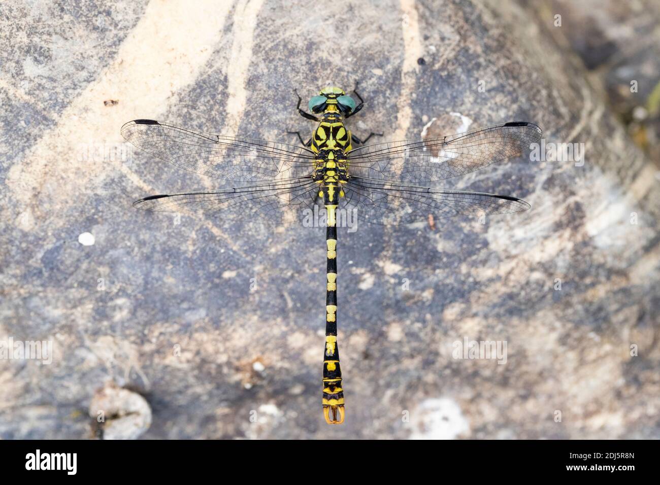 Yorkshire Dragonfly Group Facebook, 47% OFF