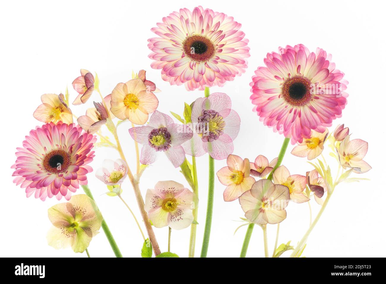 Gerbera and Hellebore bouquet Stock Photo