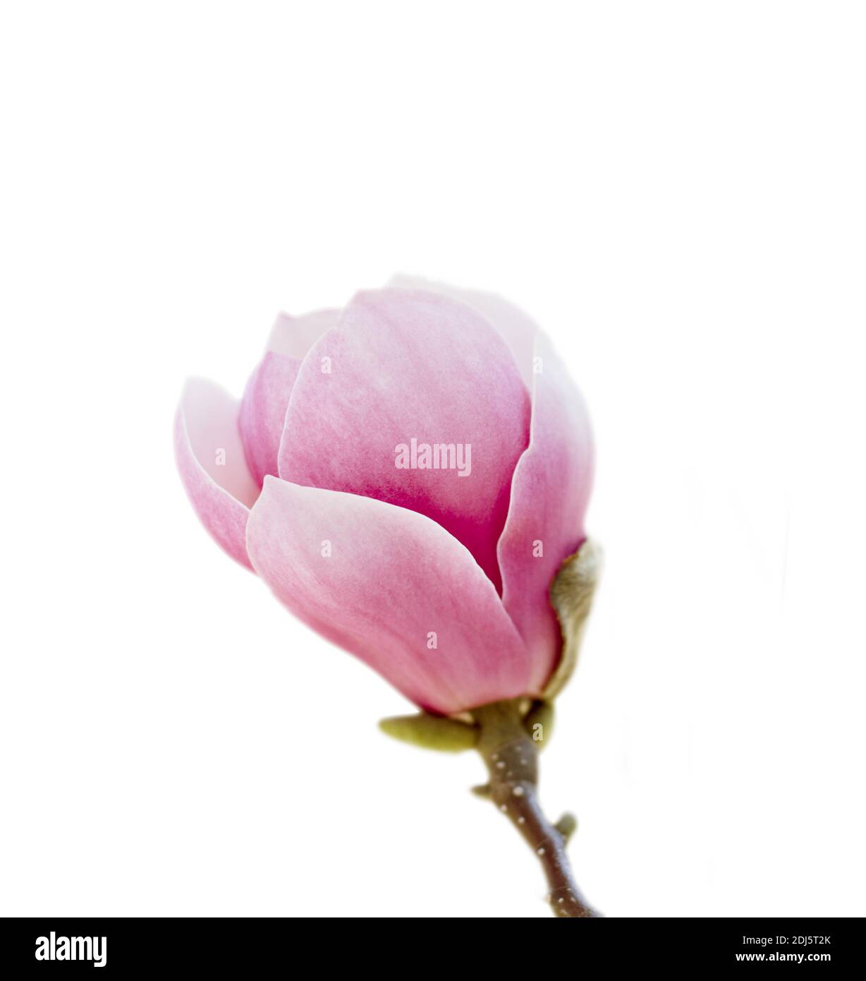 Beautiful Magnolia flower isolated on white background Stock Photo - Alamy