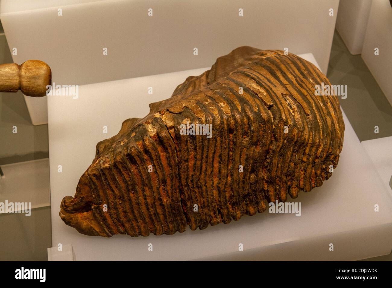 A fossilized mammoth tooth on display in the National Civil War Centre, Newark Museum, Newark-on-Trent, Notts, UK. Stock Photo