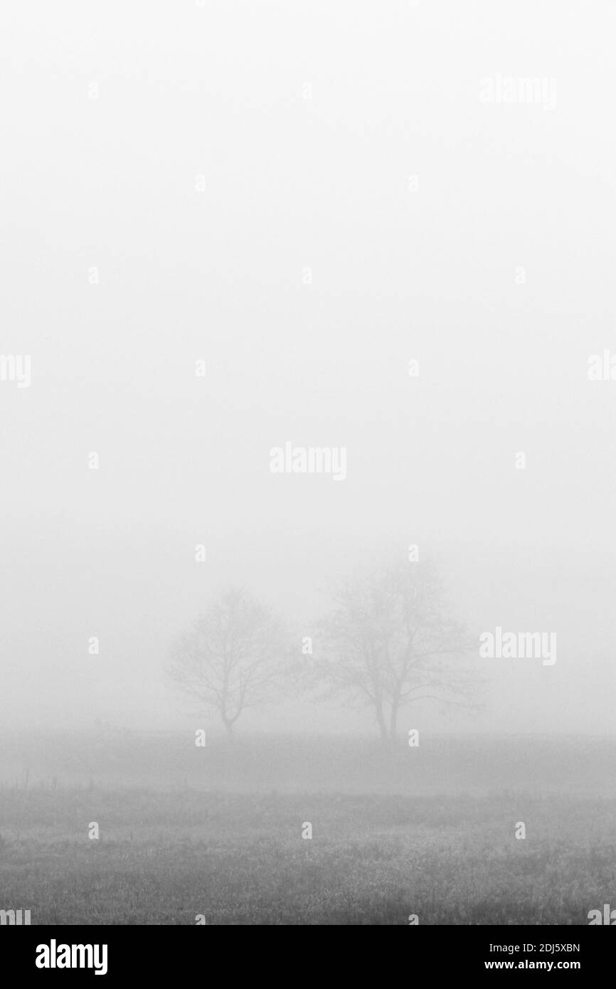 Two trees on field enfolded in morning fog in autumn Stock Photo