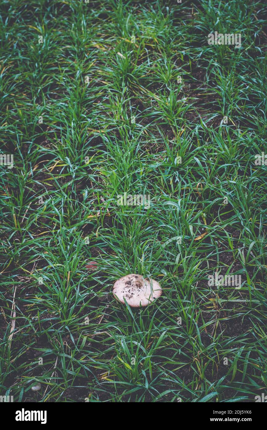 Single parasol mushroom on field of young green rye in autumn Stock Photo