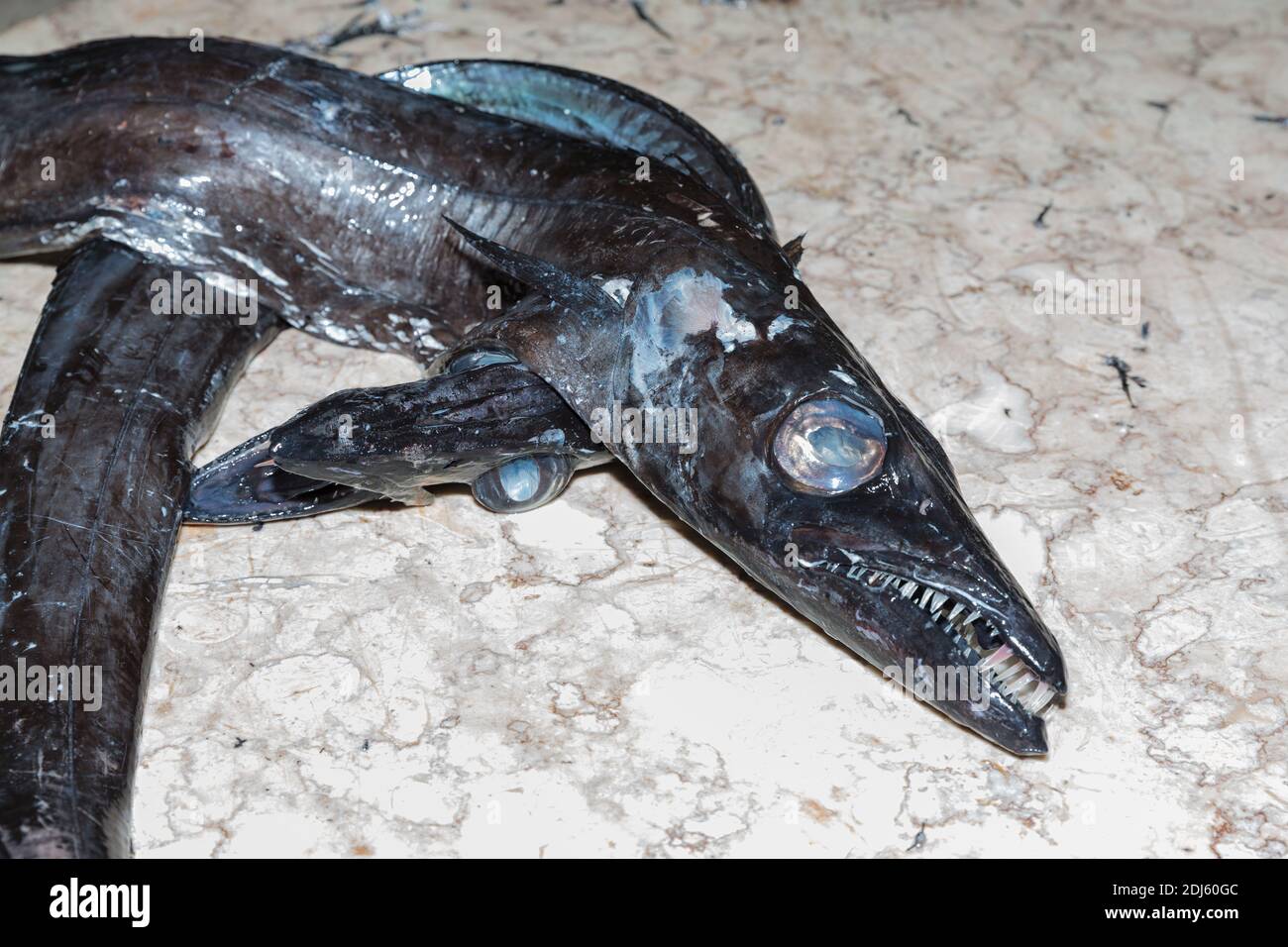 Black scabbard in fish market Funchal at Portugese Madeira Island Stock Photo