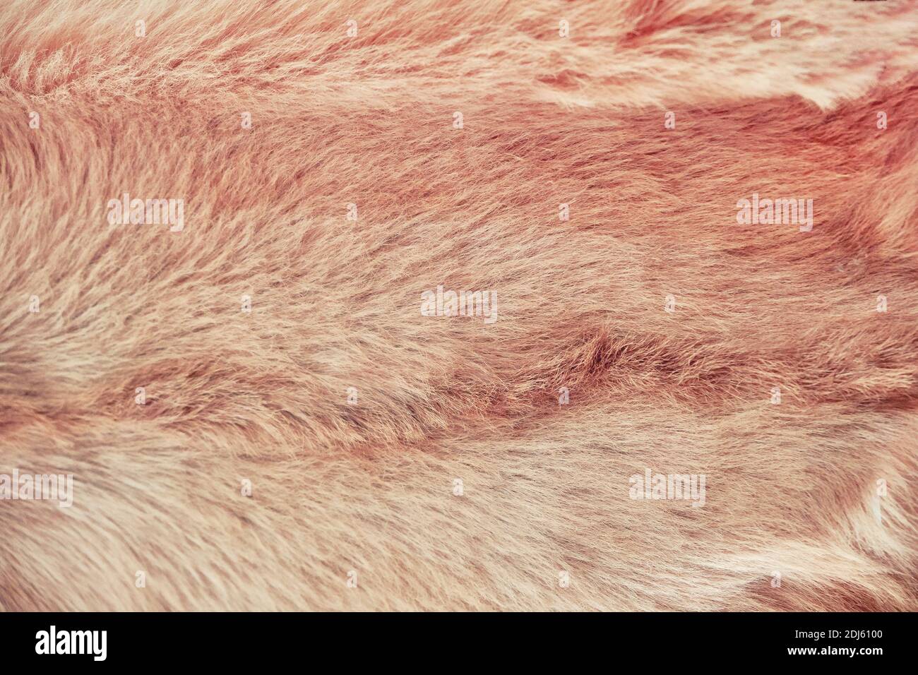 Wool texture of African camel. Camel skin texture. Brown camel fur