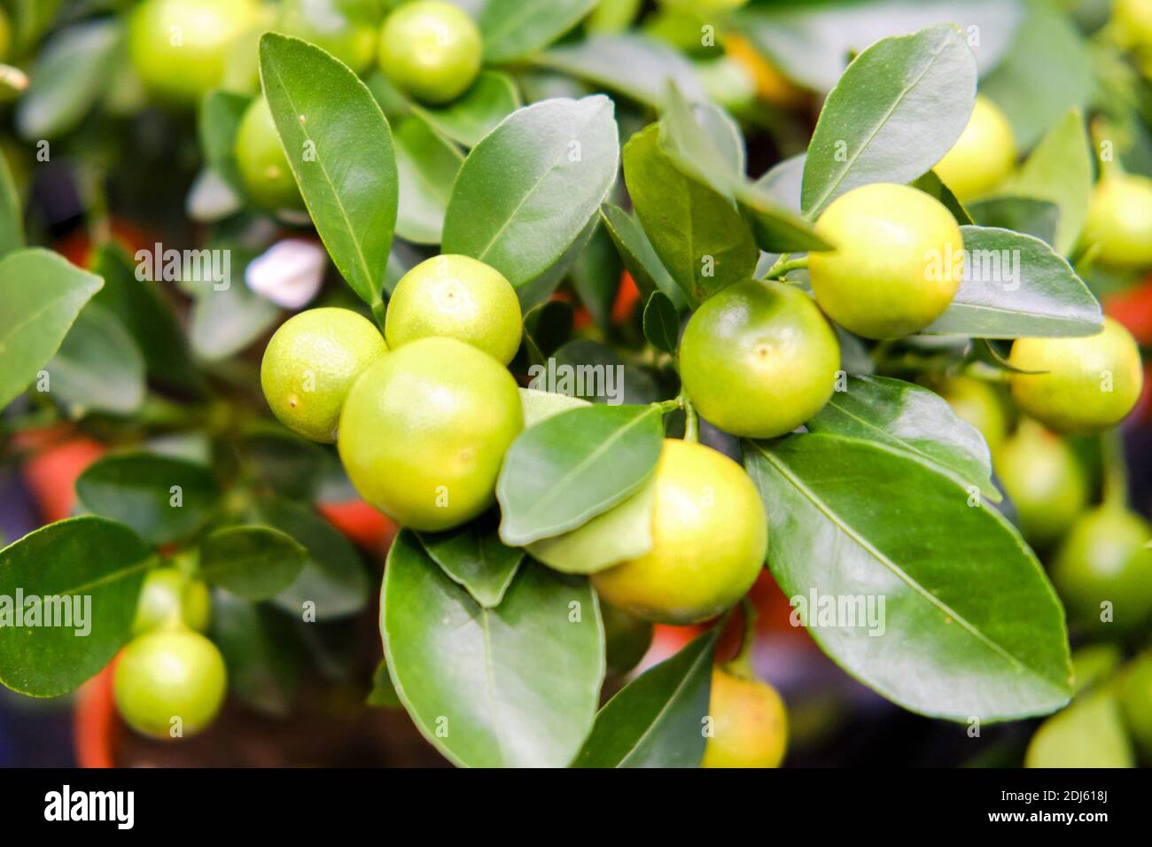 Mandarin (Citrus reticulata) is a small evergreen tree, a species of the genus Citrus of the Rutaceae family Stock Photo
