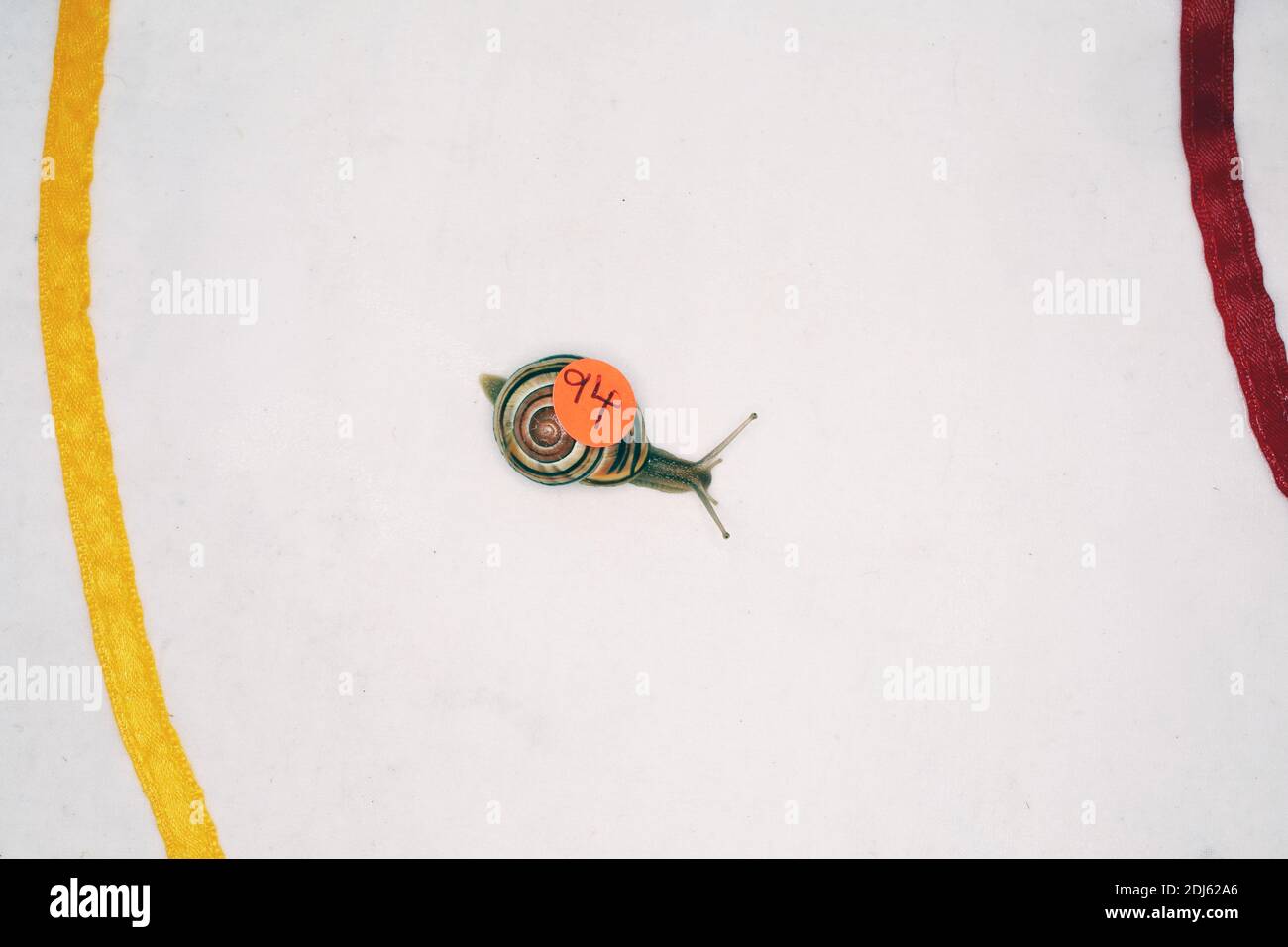 world snail racing championships 2013 in congham, england Stock Photo ...