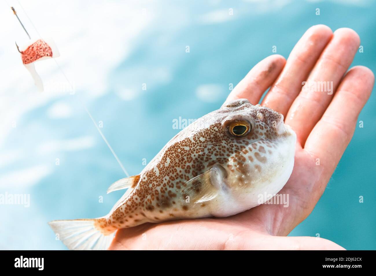 Puffer fish (Fugu) caught while fishing in the Gulf of Thailand Stock Photo  - Alamy