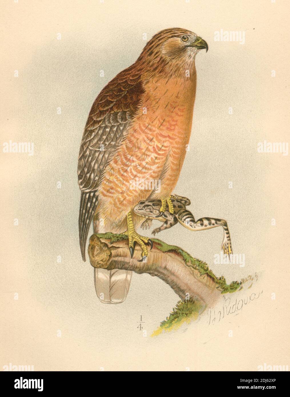 Plate 08, The Red-Shouldered Hawk - Chromolithographed plate from 1893 book 'The Hawks and Owls of the United States in Their Relation to Agriculture' Stock Photo