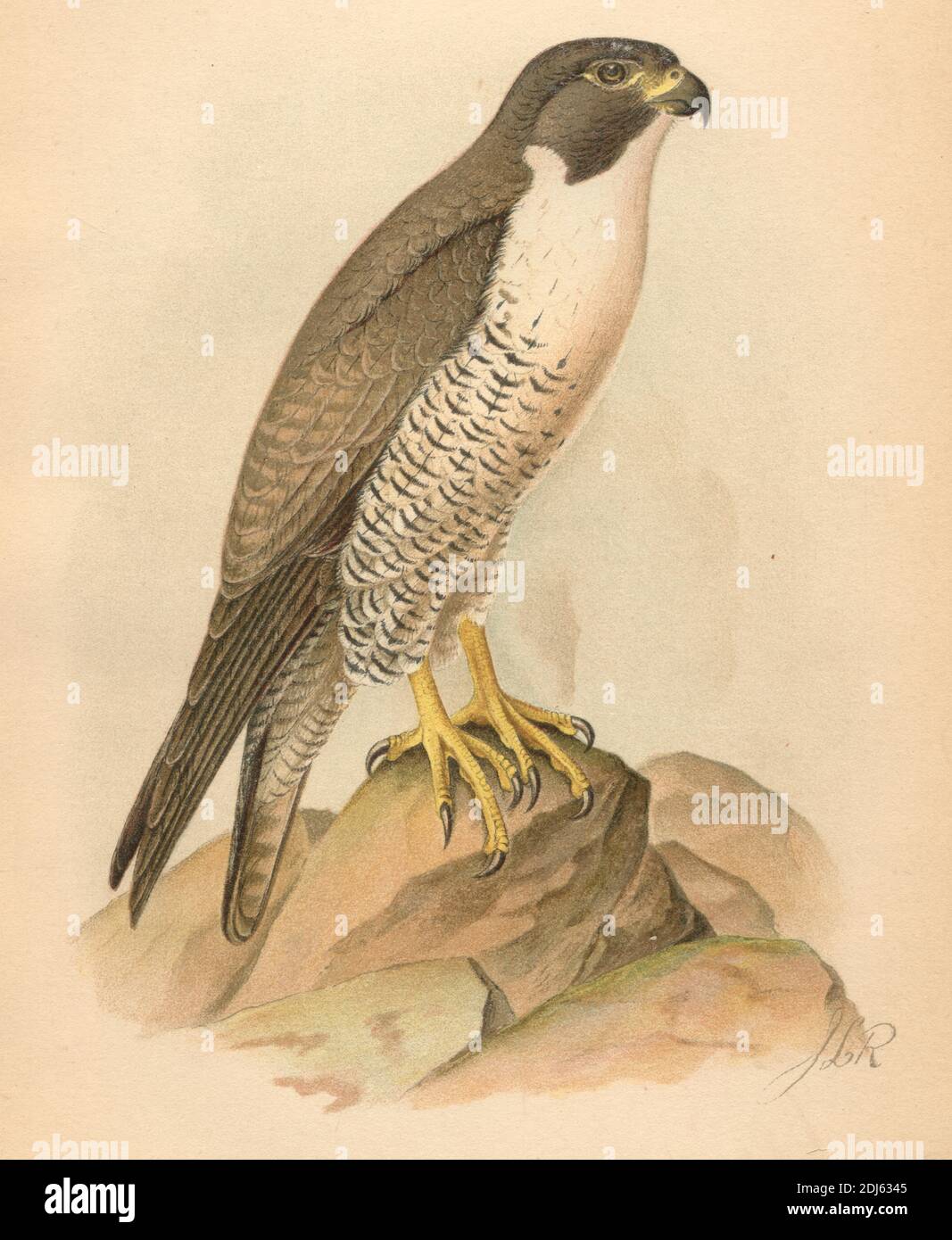 NEW Falcon Pest dissuasione LAGHETTO DA GIARDINO PRATO GATTO BIRD Spaventa Gatti richiami decorativi Hawk 