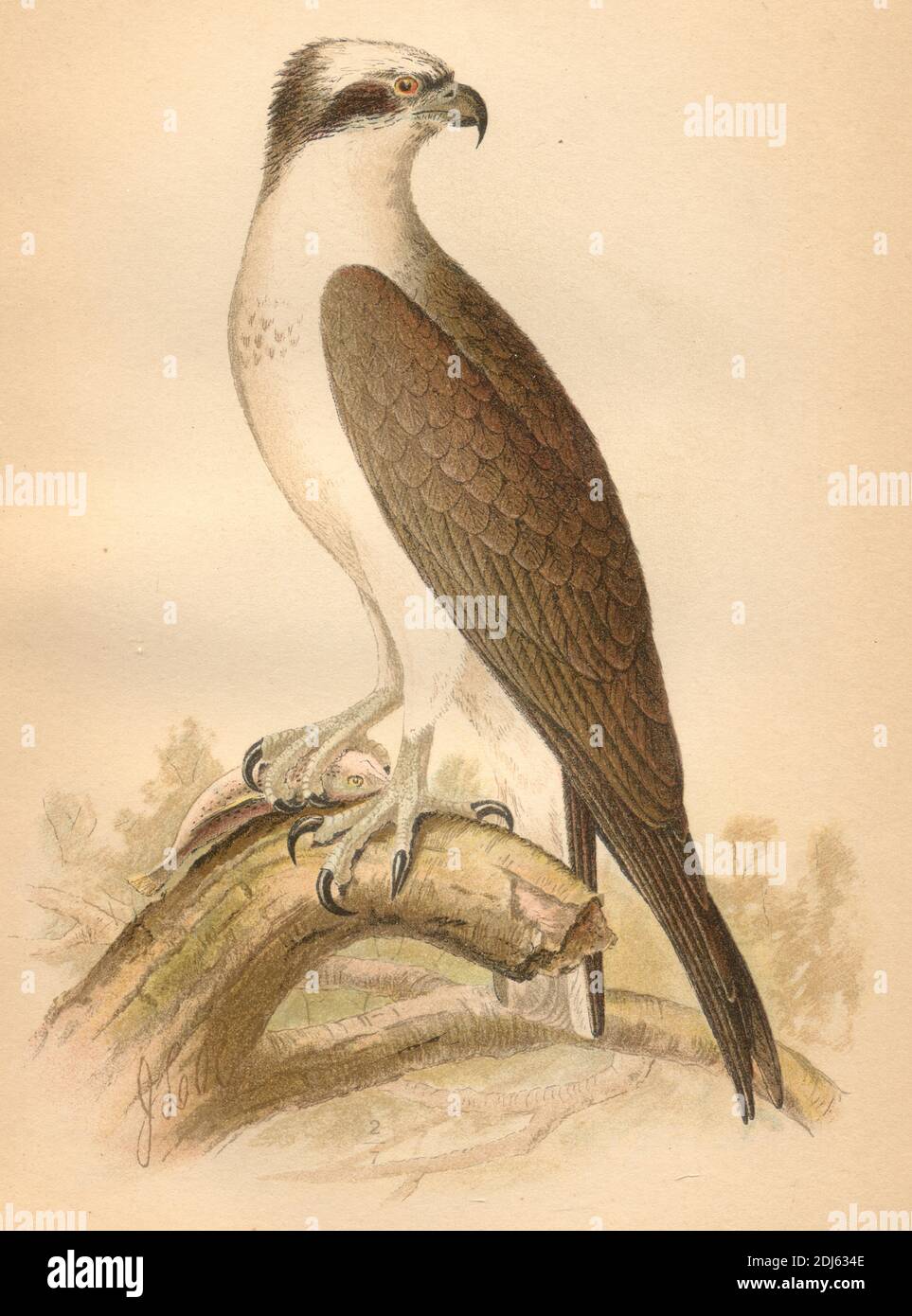 Osprey audubon birds of america hi-res stock photography and images - Alamy