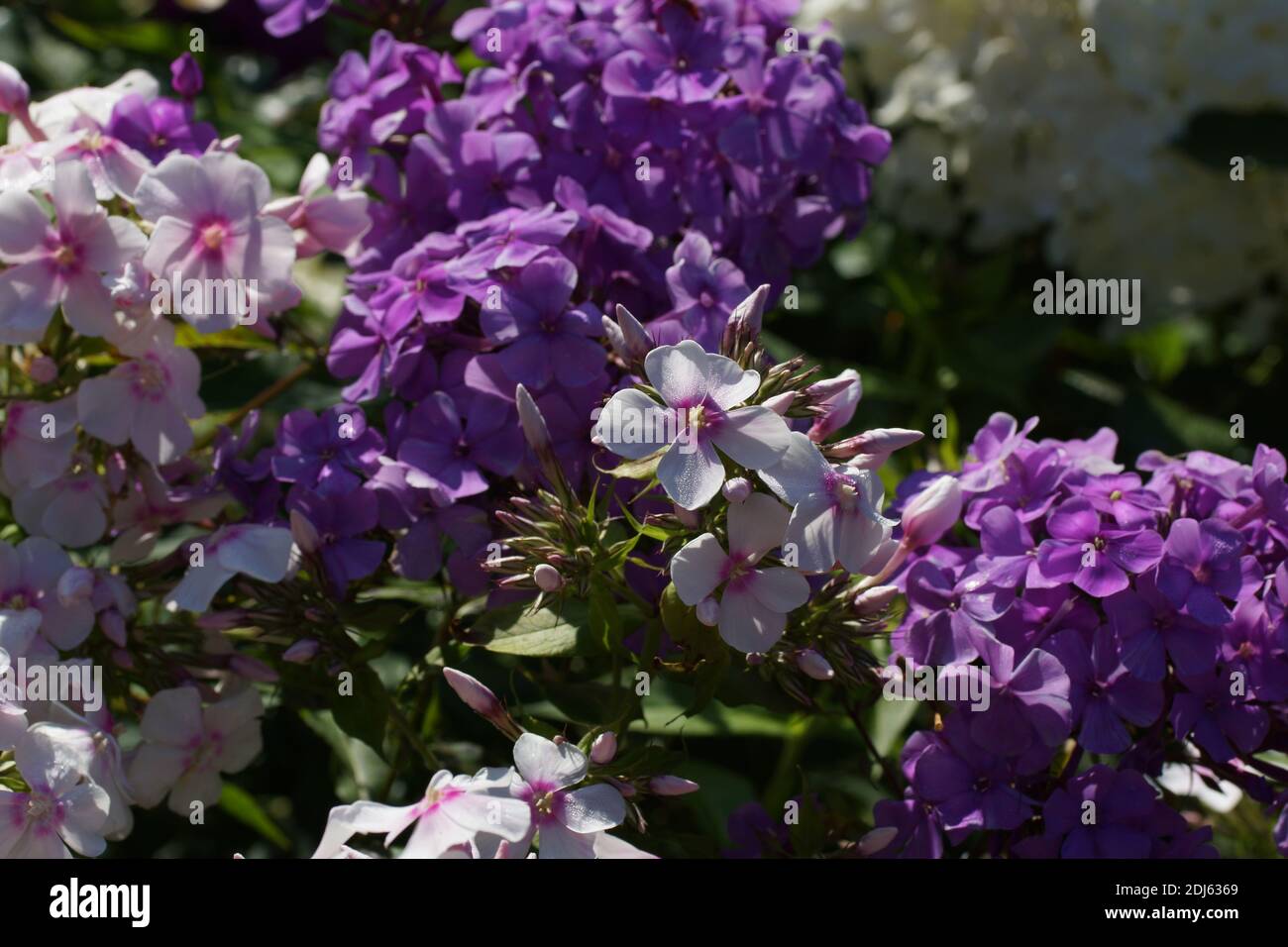 Multi-colored phlox in the photo. Phlox paniculata, fall phlox, garden phlox, perennial phlox.  Fragment of a summer garden in bloom. Stock Photo