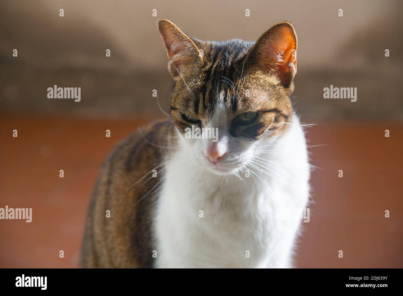 Tabby and white cat sunbathing Stock Photo - Alamy
