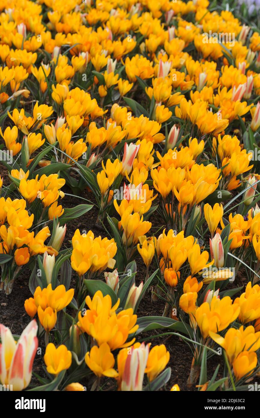 Crocus flavus Golden Yellow and orange tulip kaufmanniana (Tulipa