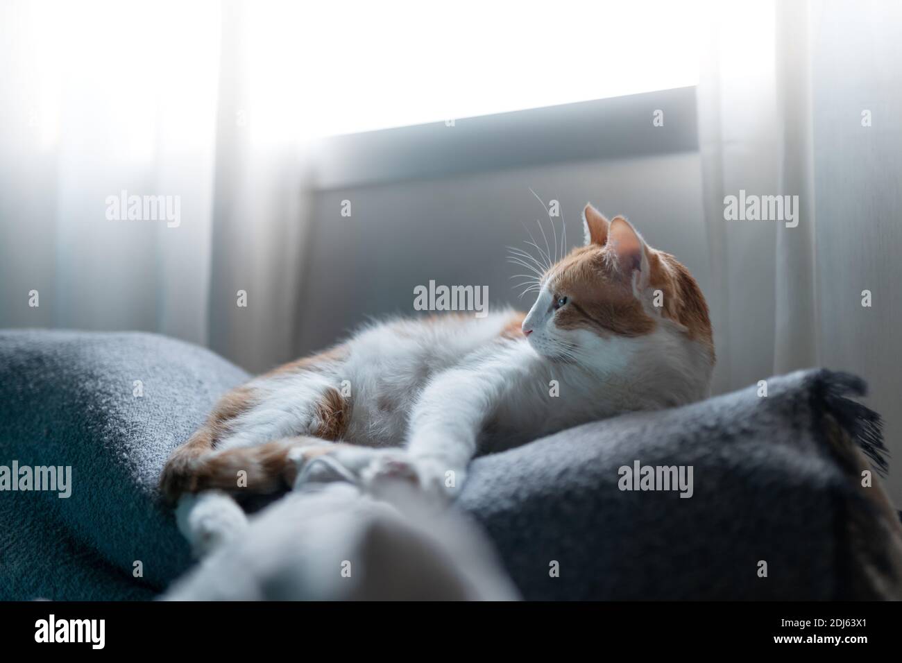 brown and white cat lying on the sofa under the window, looks back ...