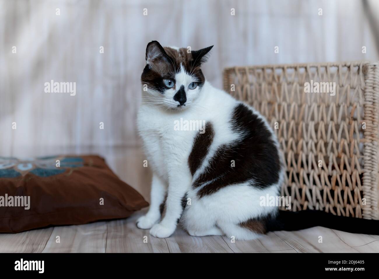 black and white cat with blue eyes sitting next to a wicker basket ...
