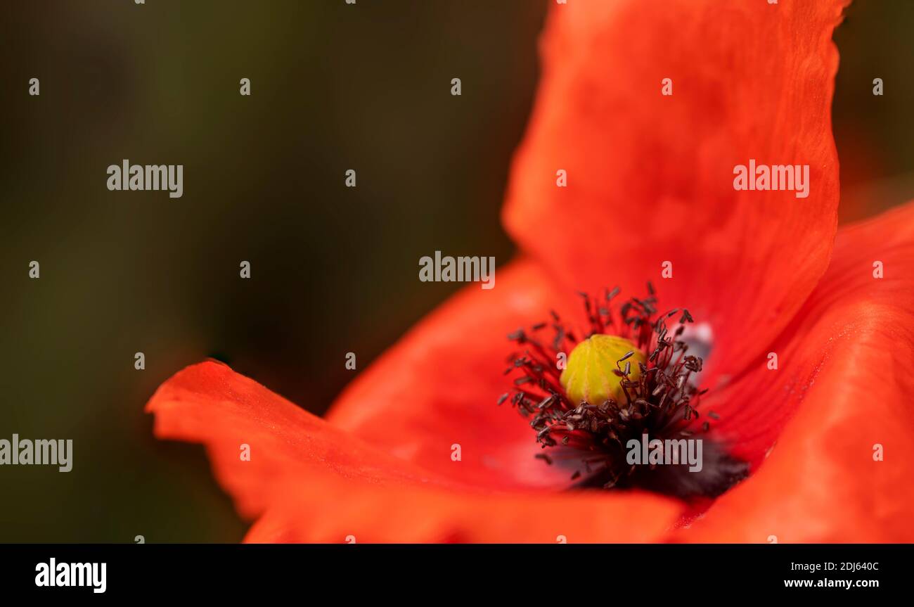 Poppy flower poppies hi-res stock photography and images - Alamy