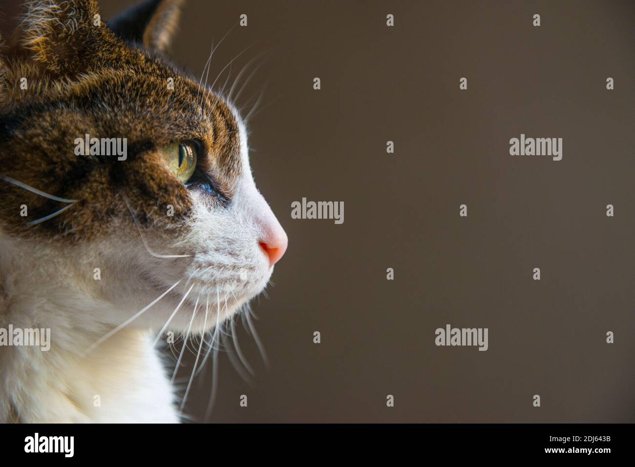 Prpfile portrait of tabby and white cat. Close view. Stock Photo