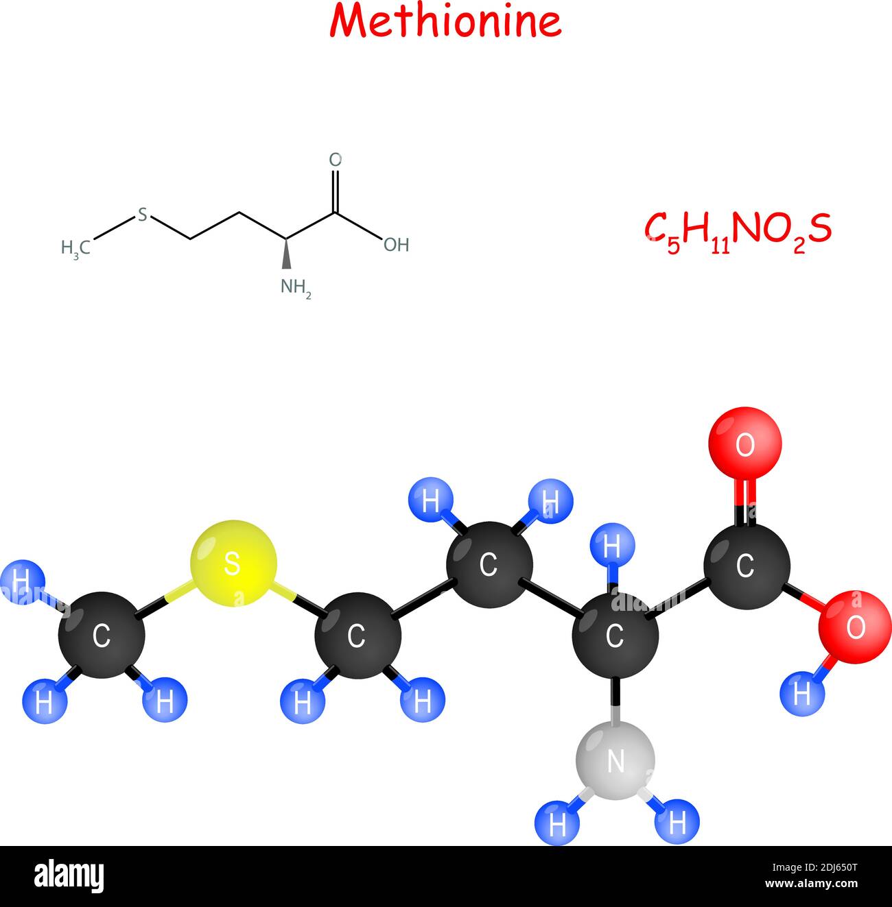 Methionine is an essential amino acid for biosynthesis of proteins. Chemical structural formula and model of molecule. Stock Vector