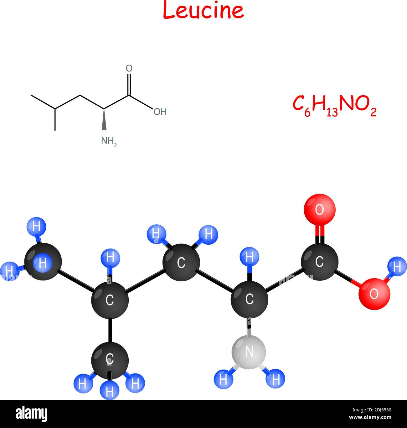 Leucine is an essential amino acid for biosynthesis of proteins. flavor enhancer. Chemical structural formula and model of molecule. C6H13NO2. Vector Stock Vector