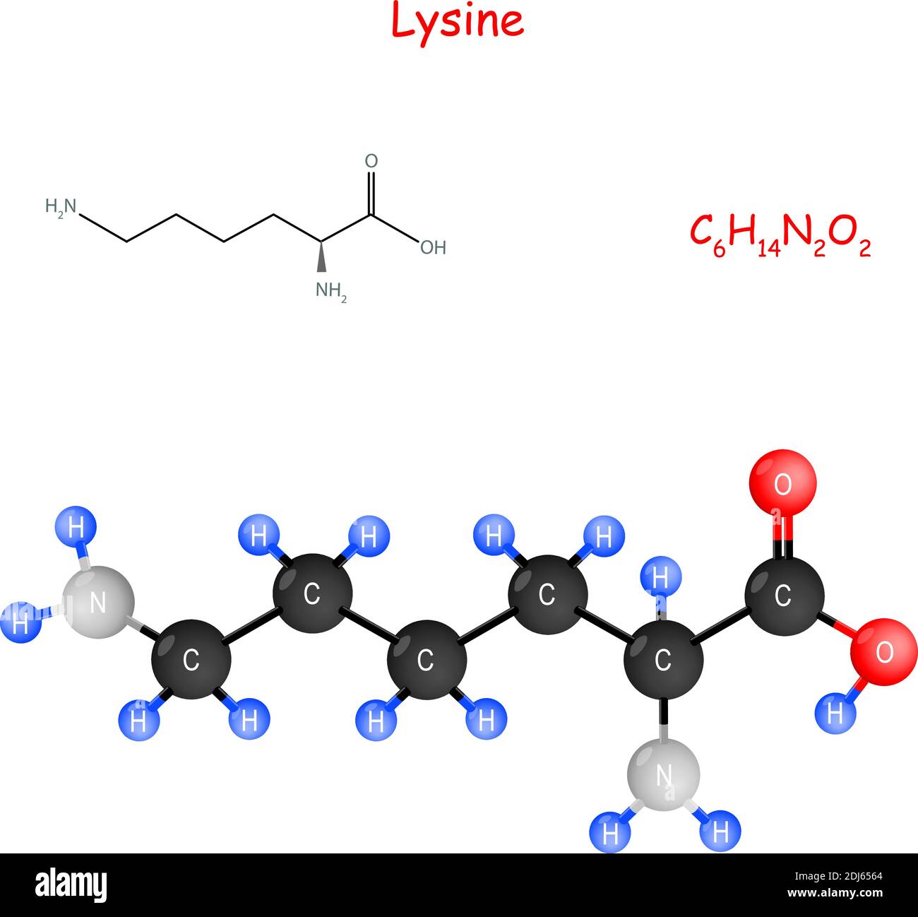 Lysine is an essential amino acid for biosynthesis of proteins. Chemical structural formula and model of molecule. C6H14N2O2. Vector illustration Stock Vector