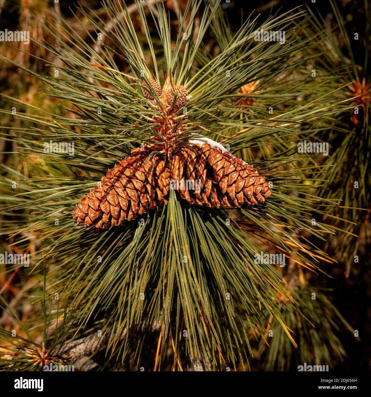 Winter pine with brown cones on green needles Stock Photo - Alamy