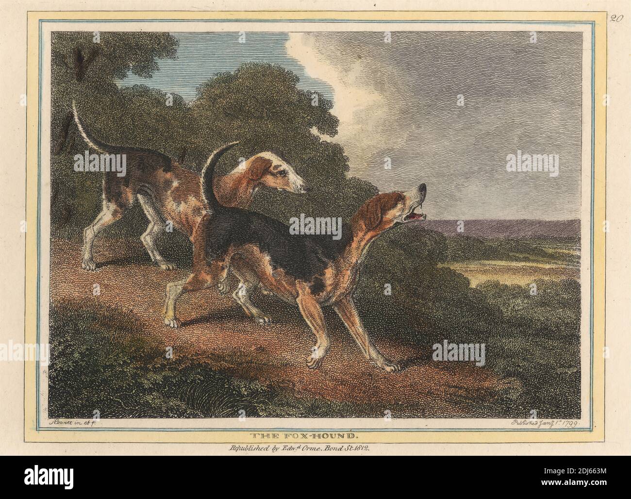 The Fox Hound, Print made by Samuel Howitt, 1756–1822, British, Published by Edward Orme, 1775–1848, British, 1812, Etching with hand coloring in watercolor on medium, slightly textured, cream wove paper Stock Photo