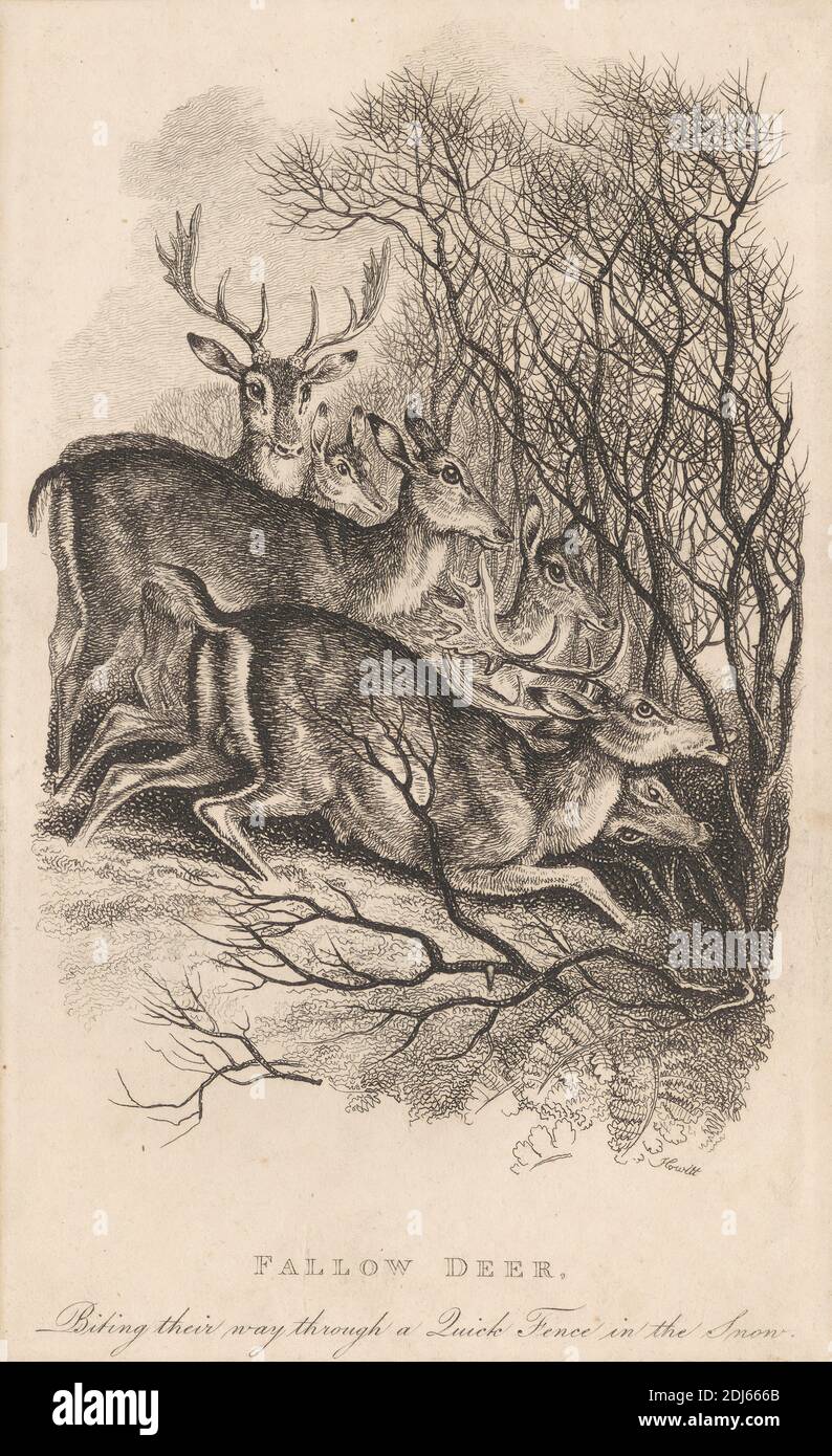 Fallow Deer, Print made by Samuel Howitt, 1756–1822, British, 1819, Etching on medium, slightly textured, cream wove paper Stock Photo