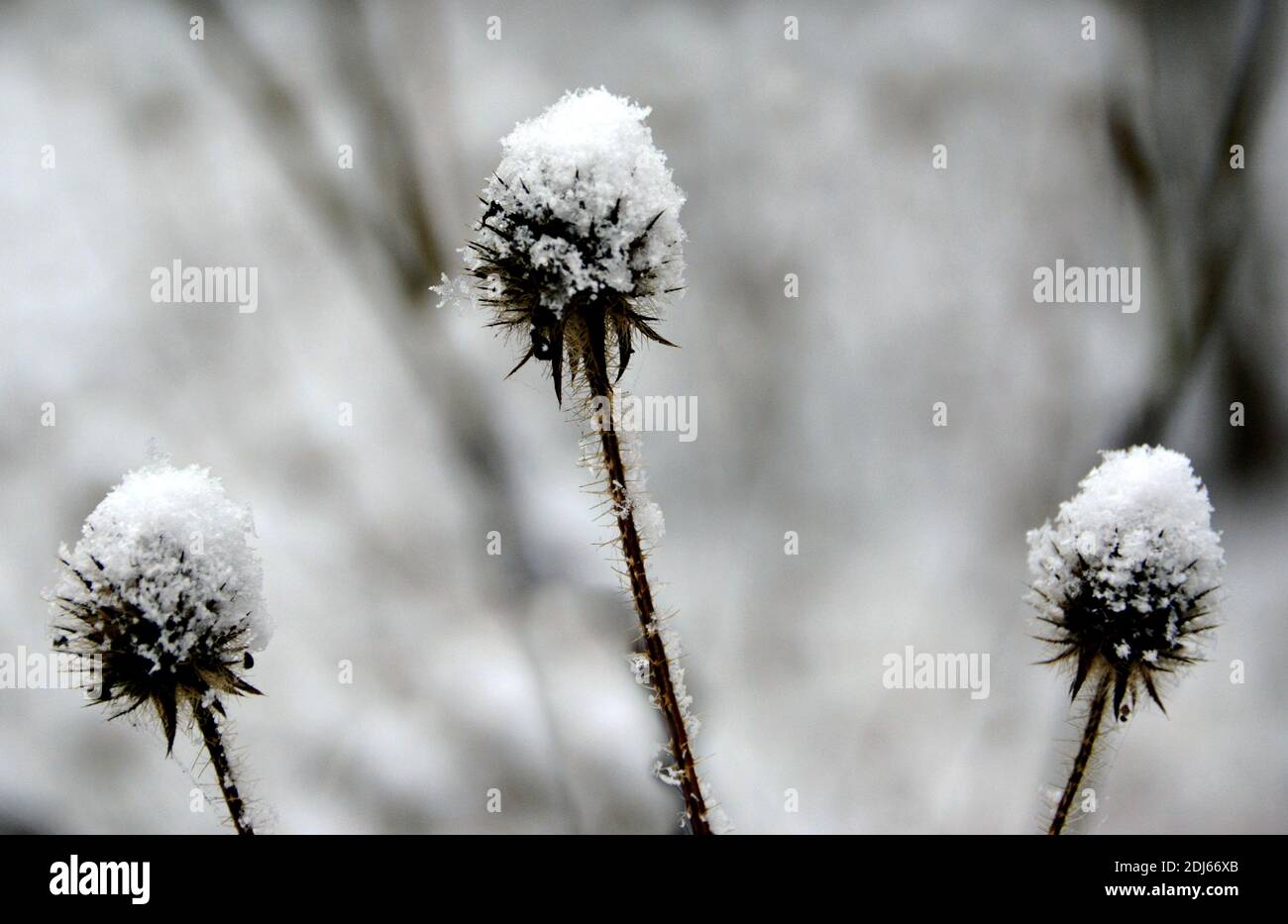 Wildflowers covered in frost hires stock photography and images Alamy