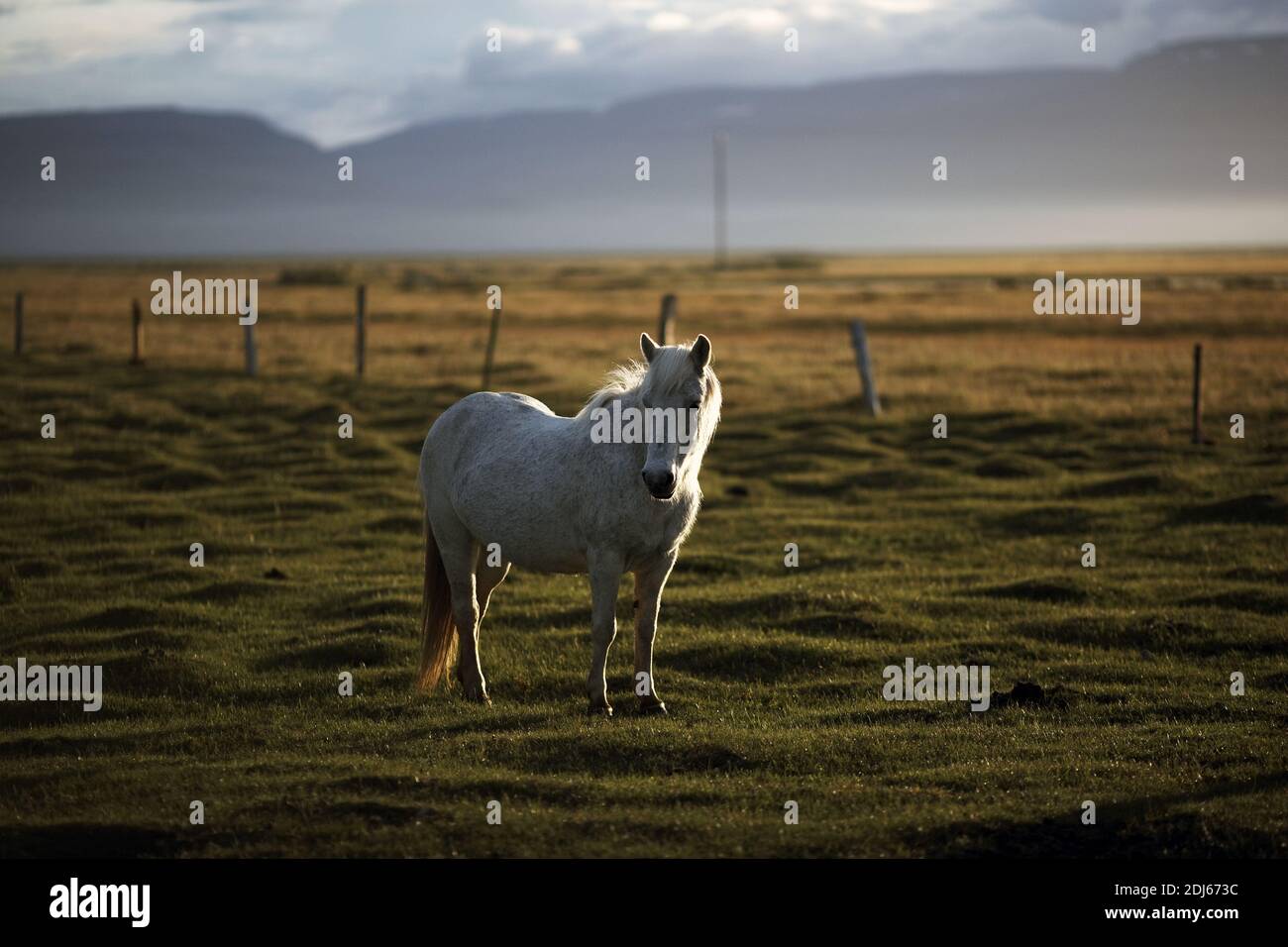 Iceland/ East Iceland/Icelandic horse, near Husey Stock Photo