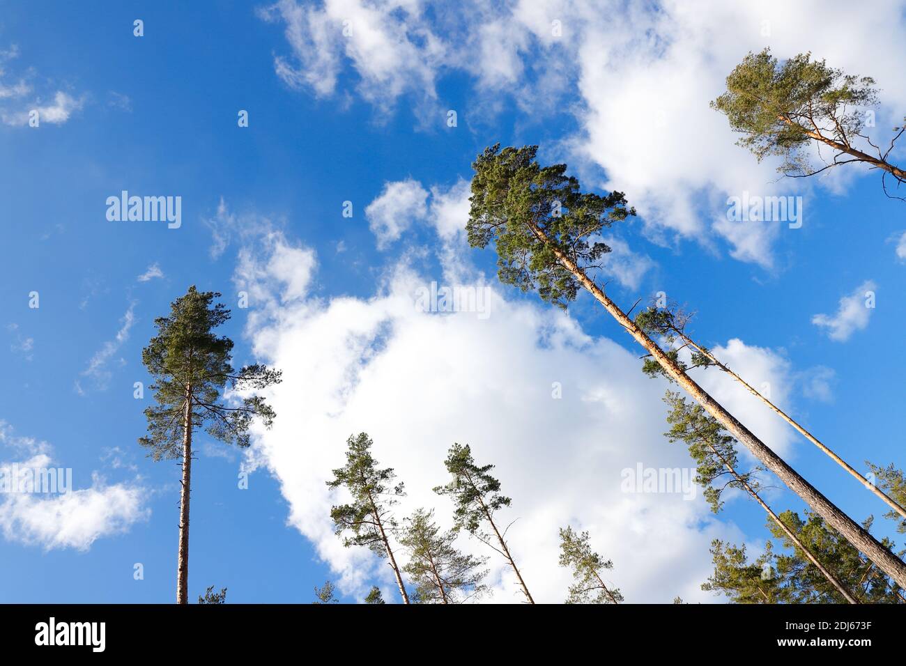 Low angle view pine trees. Stock Photo