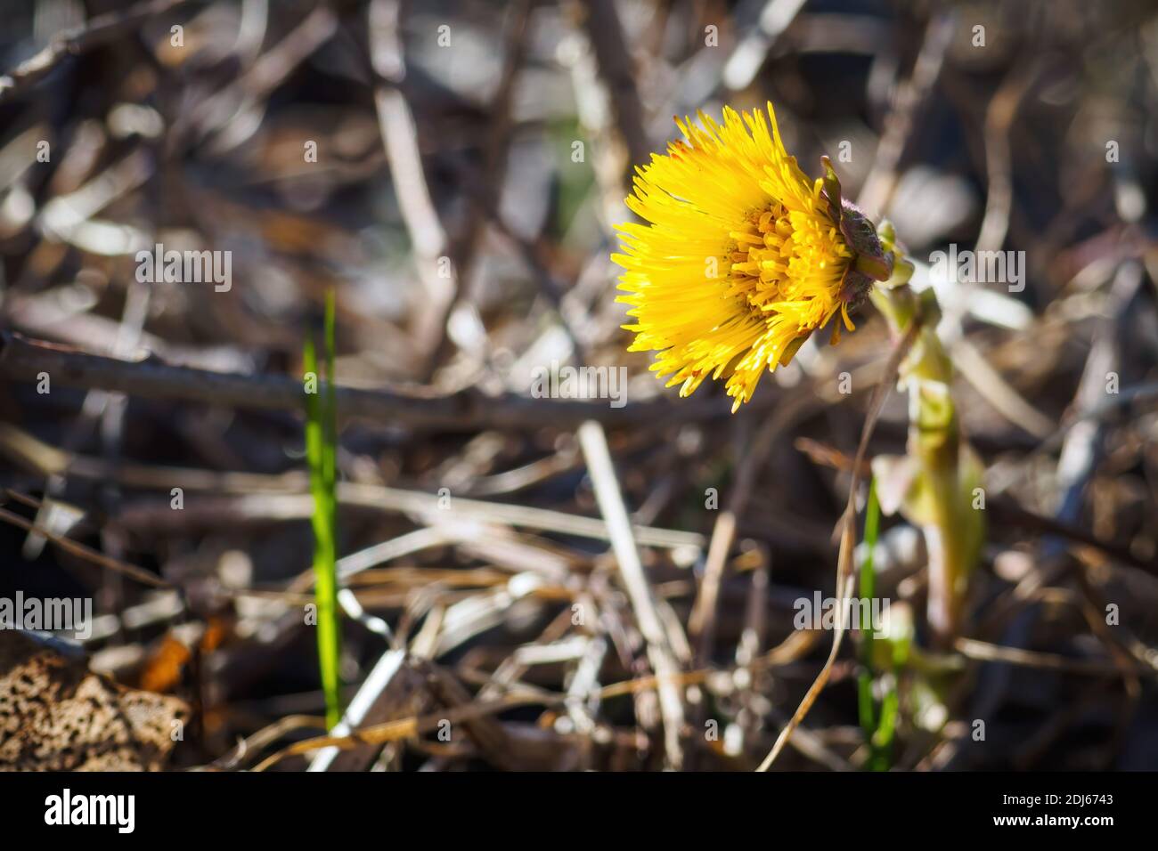 Close-up of yellow flower of Tussilago farfara, commonly known as coltsfoot. Selective focus, copy space for text. Stock Photo