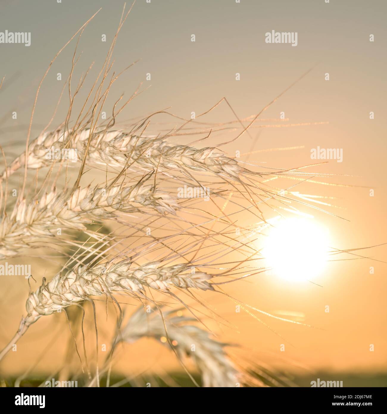 Spikelets of wheat in a field at sunrise. Stock Photo