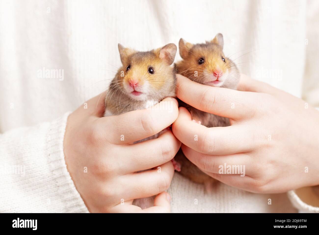 Two cute fluffy golden hamsters in the hands of a child on a light background. Beautiful postcard with an animal theme. Stock Photo