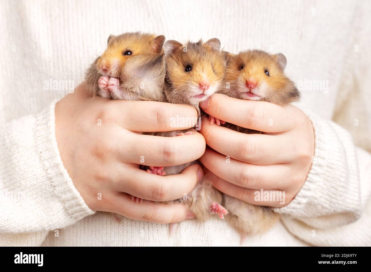 Three cute fluffy golden hamsters in the hands of a child on a light background. Triplets. Pet care concept. Stock Photo