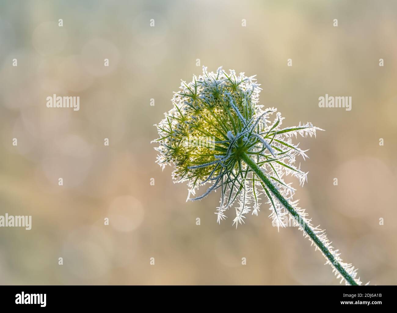 Dried wild carrot flower head, Daucus carota, covered with white hoarfrost crystals on a cold sunny winter day, Germany Stock Photo